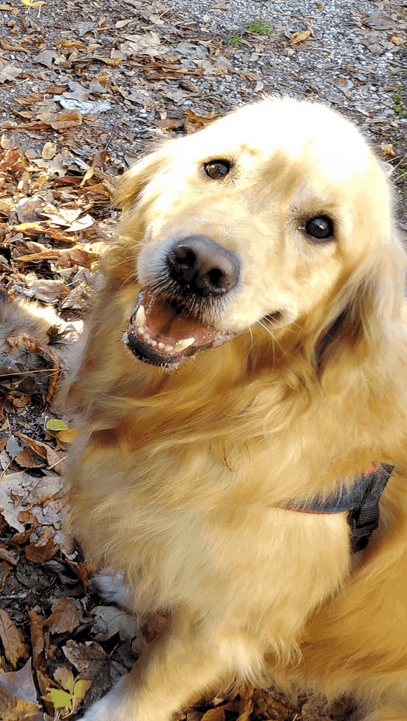 un chien visiteur, golden retieverregarde son maître tête penchée