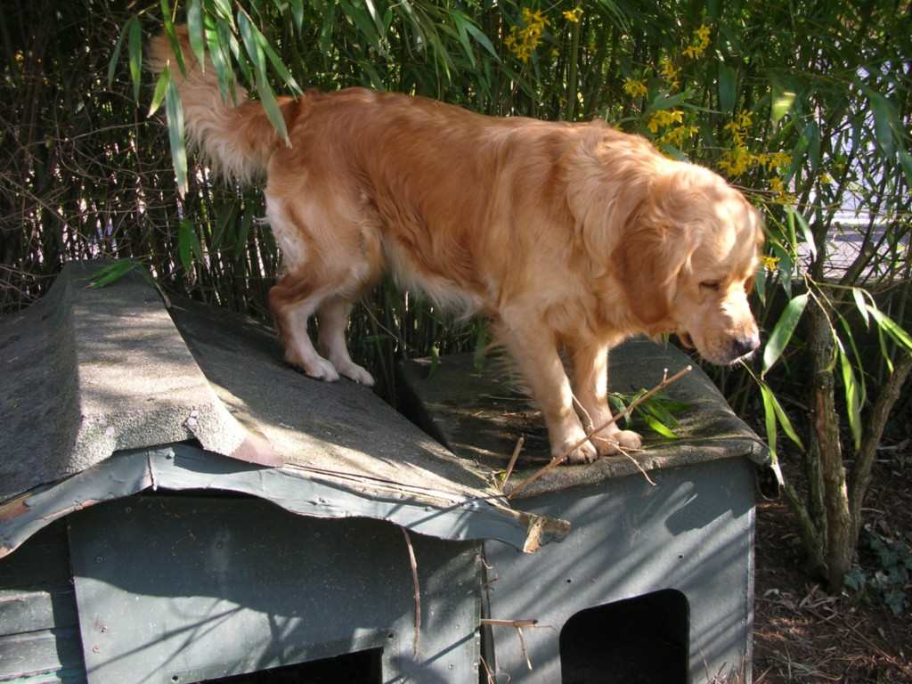 chien visiteur, golden retriever, sur une niche