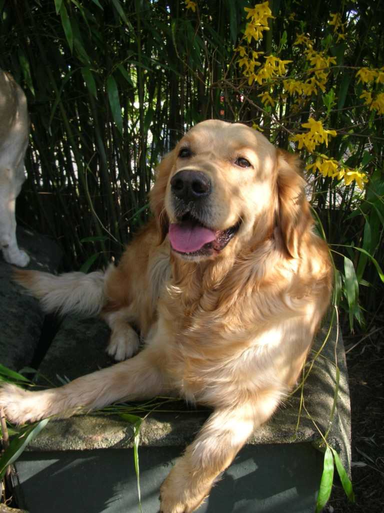 chien visiteur, golden retriever, sur une niche sur un fond de bambou et de chèvrefeuille