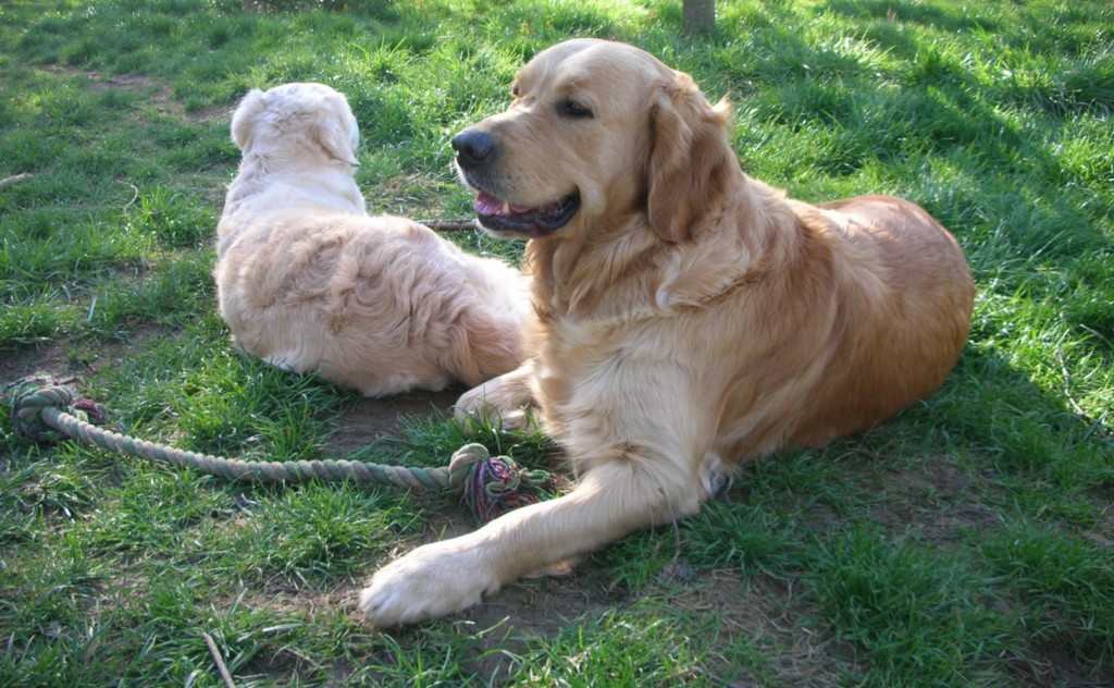 deux golden retriever couché dans l'herbe avec une corde