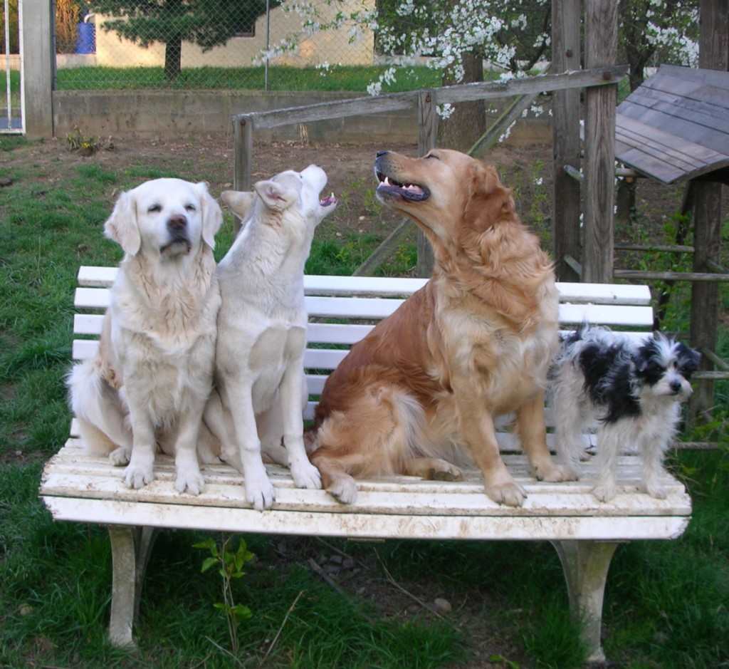 4 chiens visiteurs sur un banc, avec un cerisier en fleur