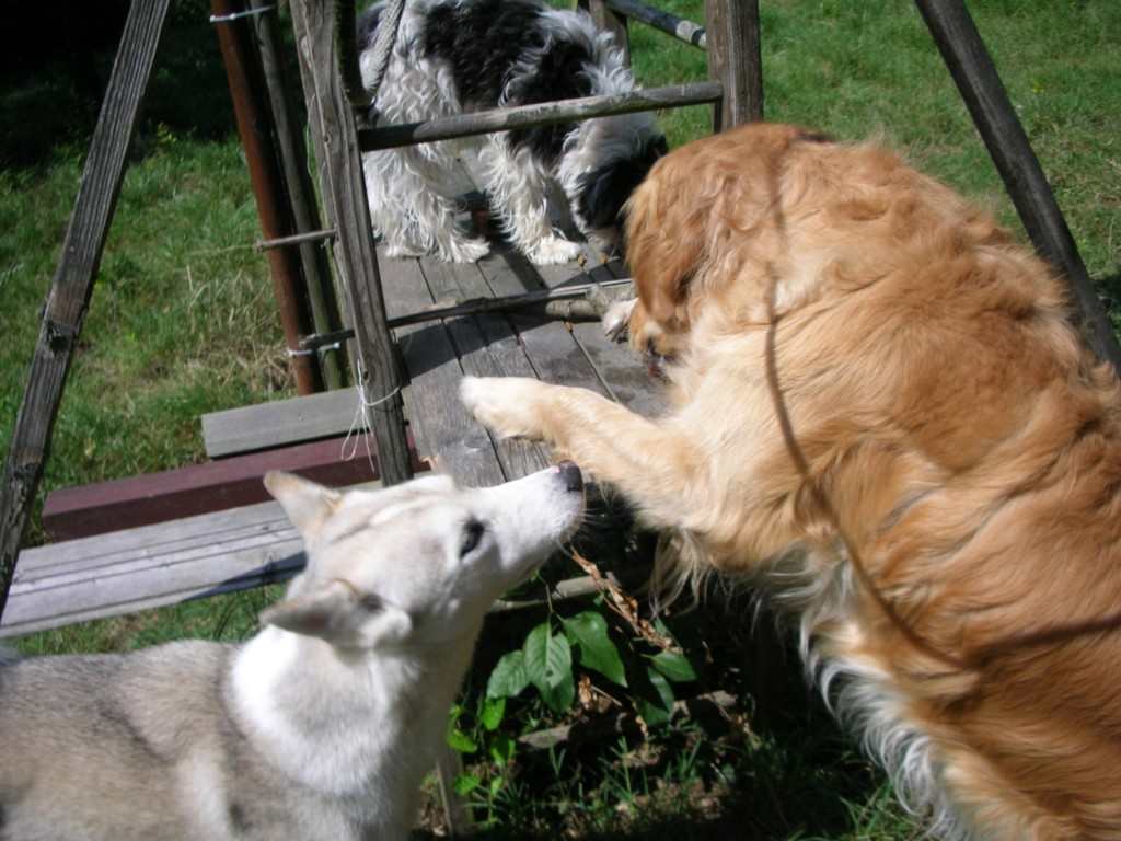 3 chiens visiteurs près d'une balançoire