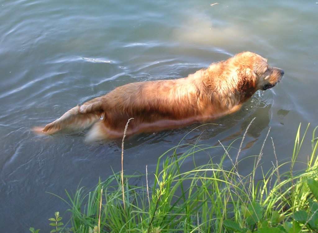 chien visiteur, golden retriever, dans l'eau en bord de Saône