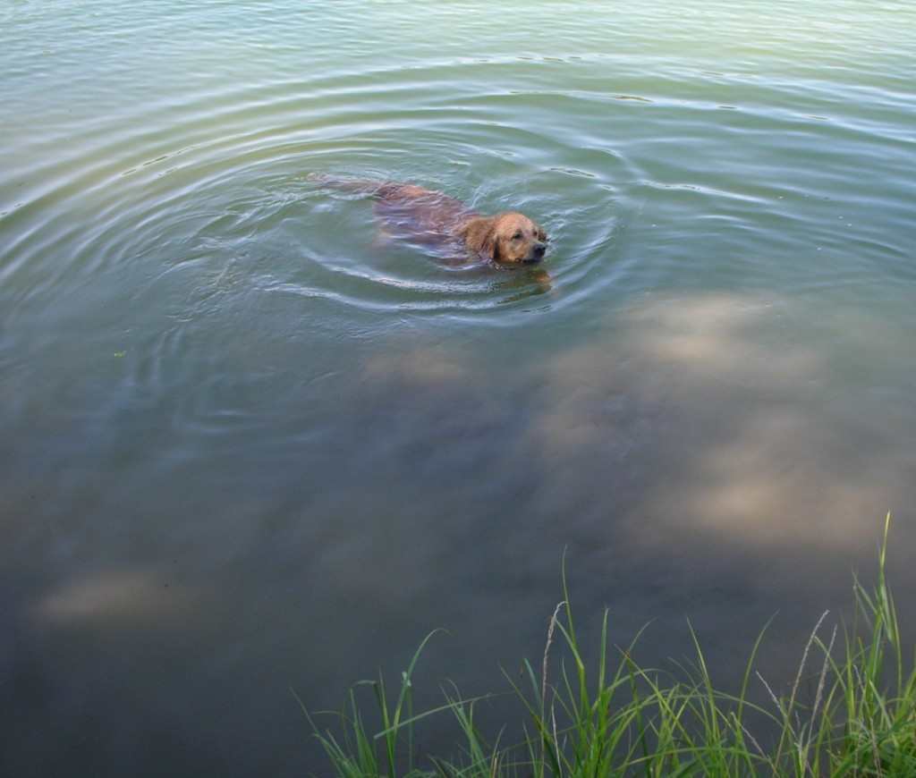 chien visiteur, golden retriever, baignade dans la Saône