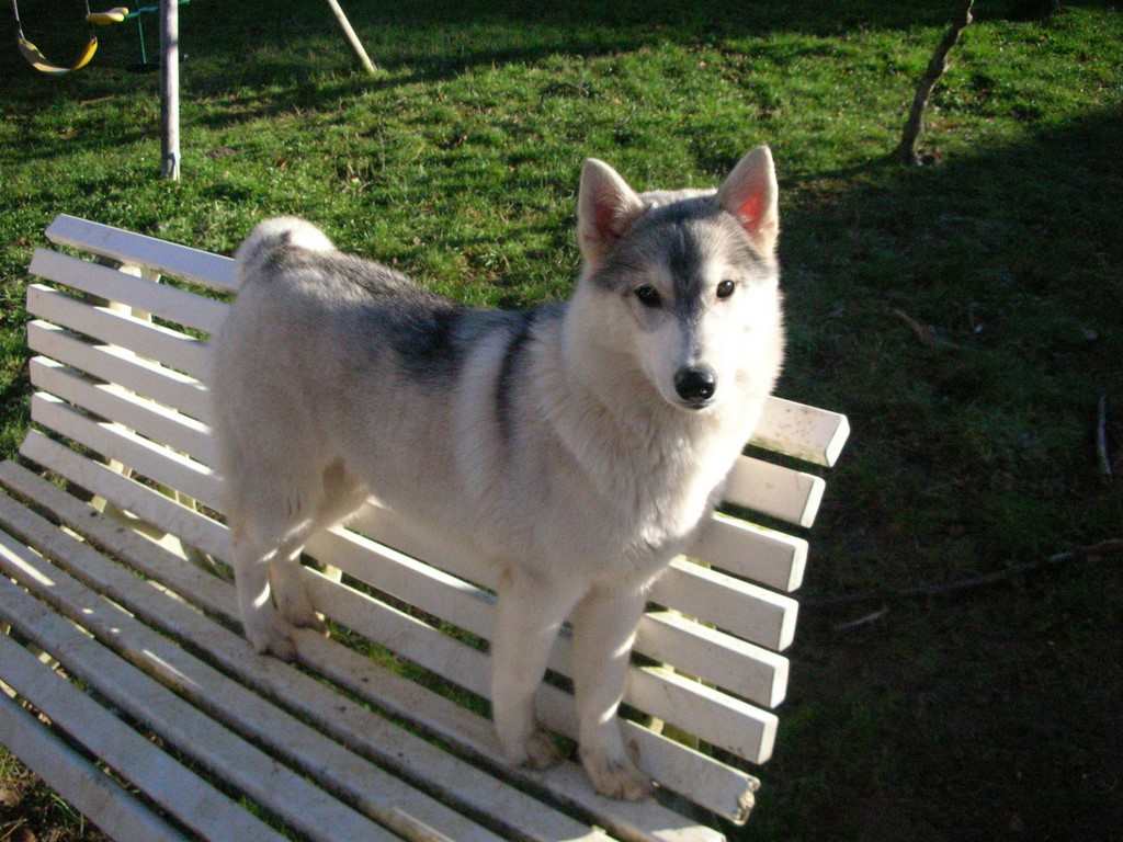 chienne Siberian Husky sur un banc à l'âge de 6 mois