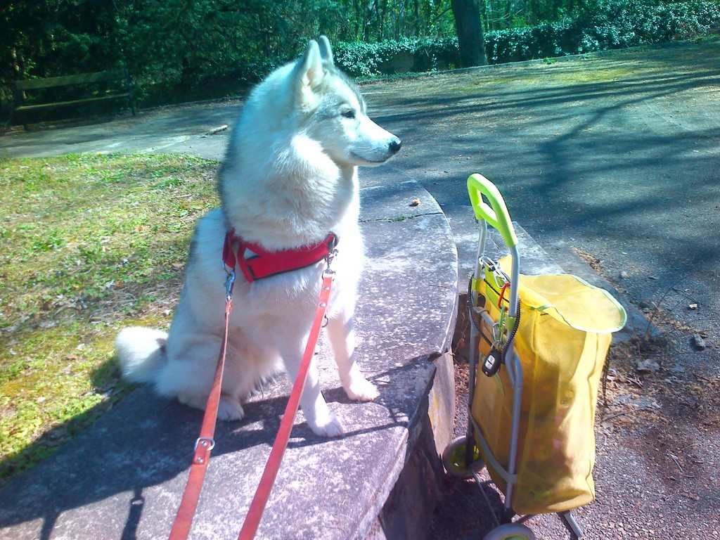 un chien visiteur husky avec une poussette