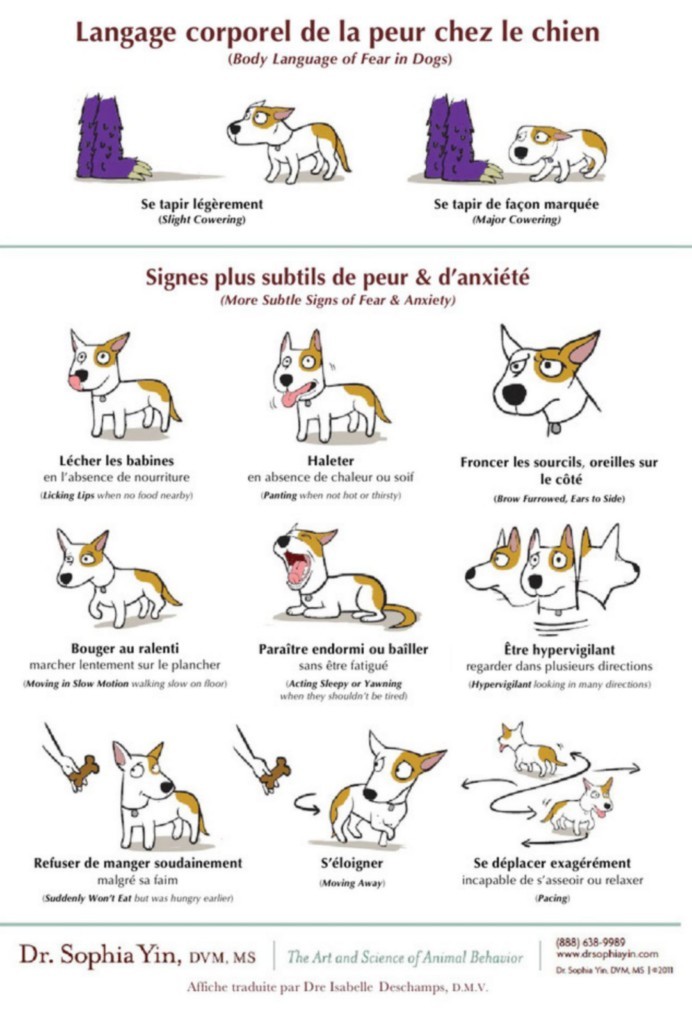 Affiche sur le langage corporel de la peur chez le chien par le docteur Sophia Yin.