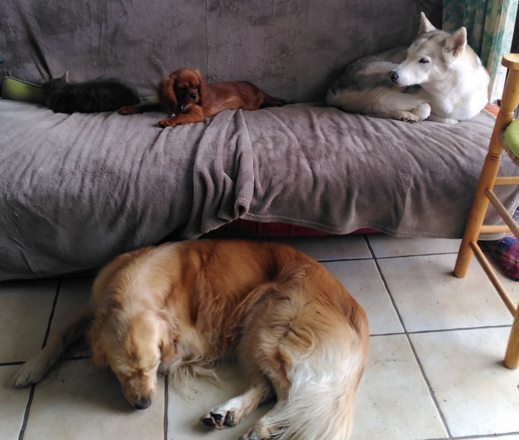 Un chien golden retriever allongé au sol devant un canapé ou dorment un chien husky, un cavalier king Charles et un chat. L'atmosphère est calme et détendue