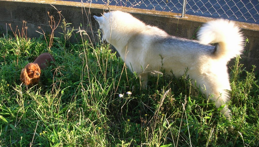 Mes deux chiens visiteurs, un husky blanc et un cavalier king Charles roux, dans un pré ensoleillé, avec un mur de béton et une clôture en métal derrière eux. 