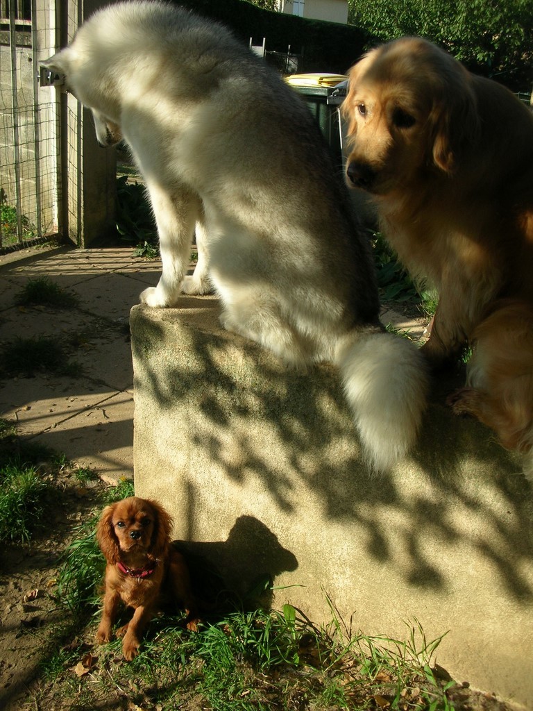 Un husky et un golden retriever assis sur un muret au dessus d’un petit cavalier king Charles, assis au pied de la structure en béton. L'atmosphère est sereine.
