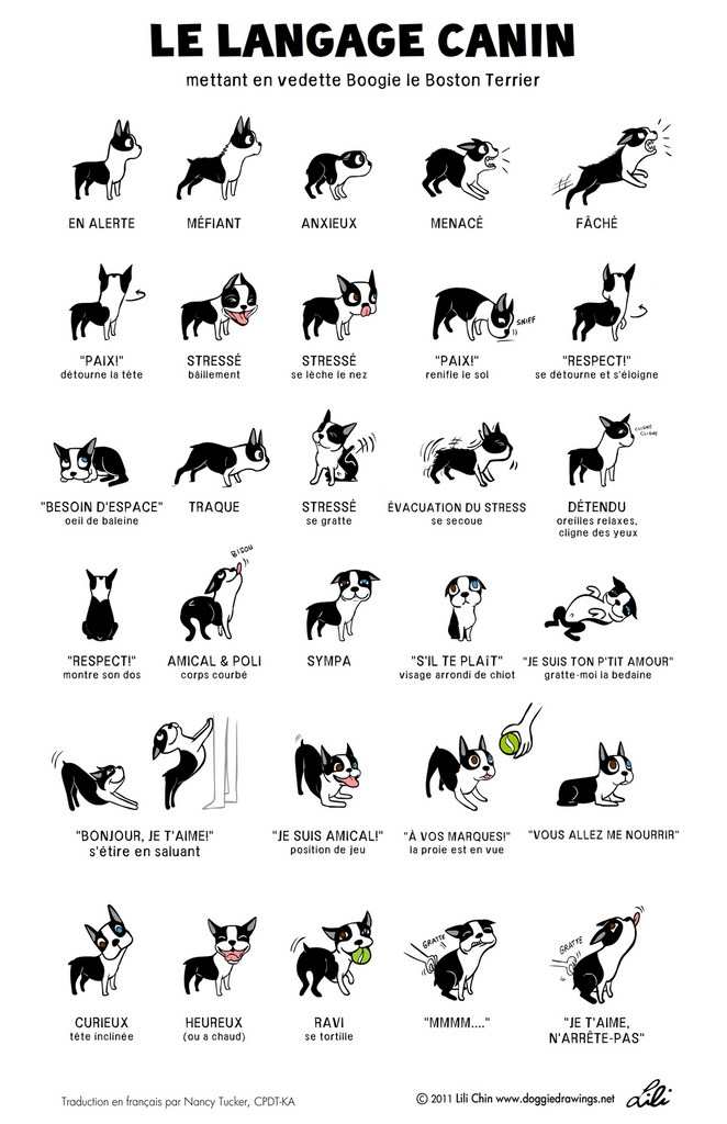 Le langage canin