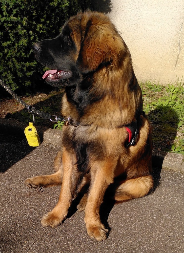 chien leonberg assis