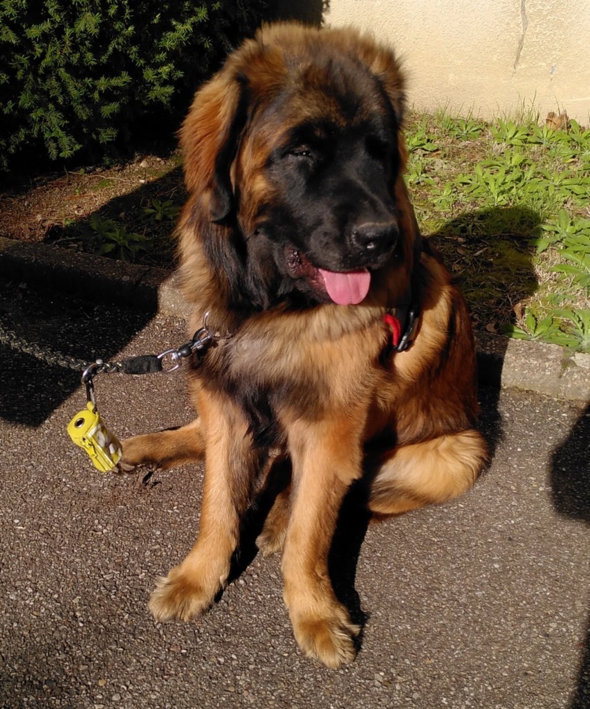 chien leonberg, 9 mois, de face
