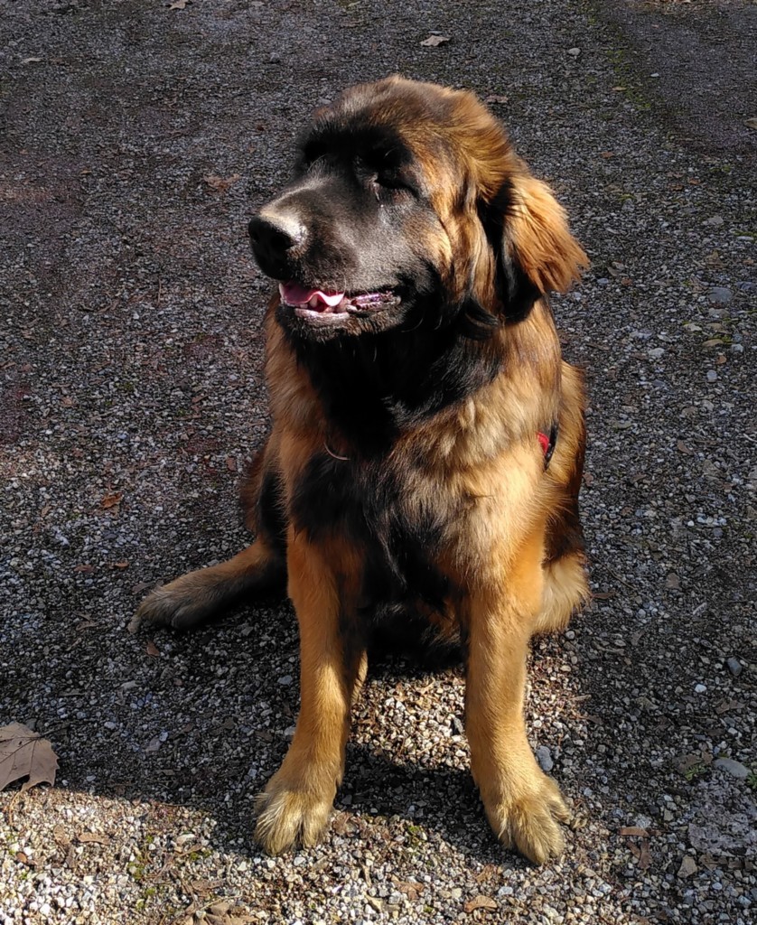 chien leonberg de 8 mois assis sur une route