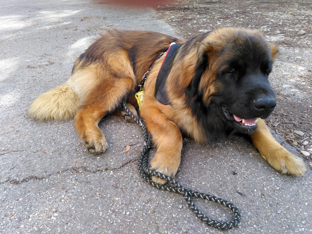 chien visiteur leonberg en laisse, couché