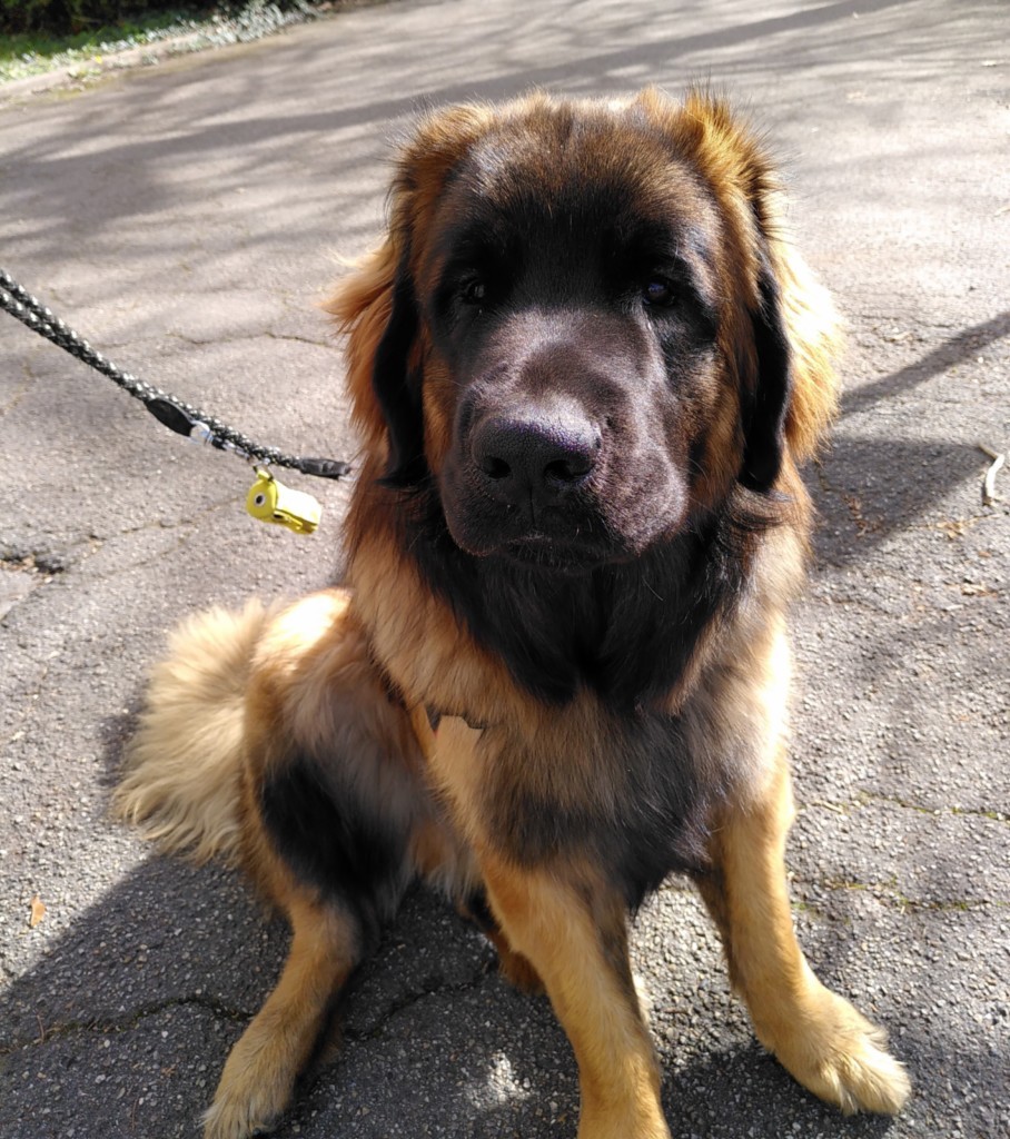 chien visiteur leonberg en laisse, assis