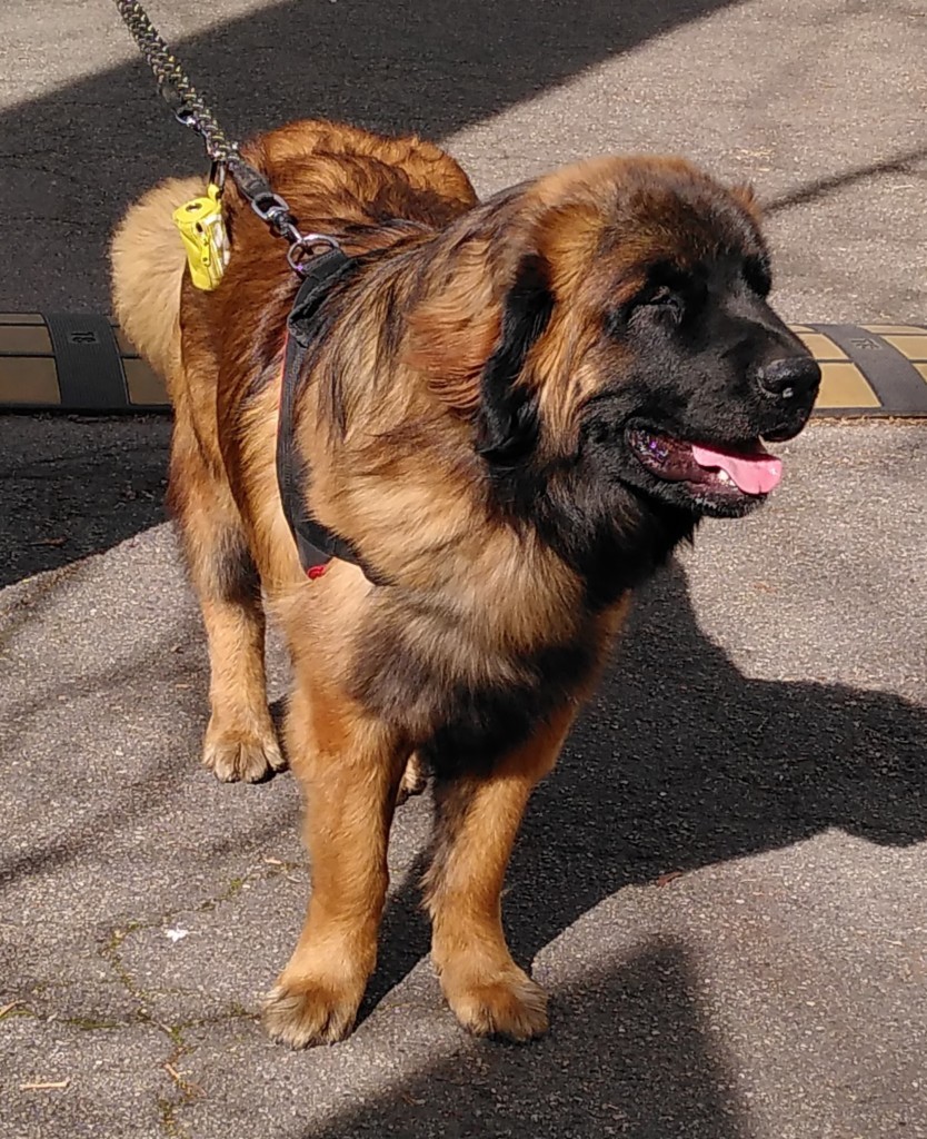 chien visiteur leonberg en laisse avant une visite