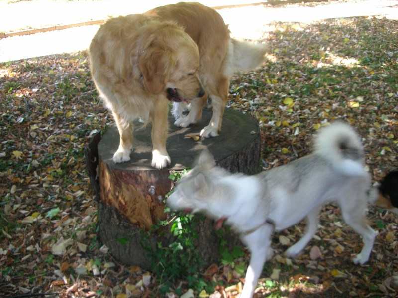 Les chien visiteurs Bakou, Pomme et Plume bien cachée