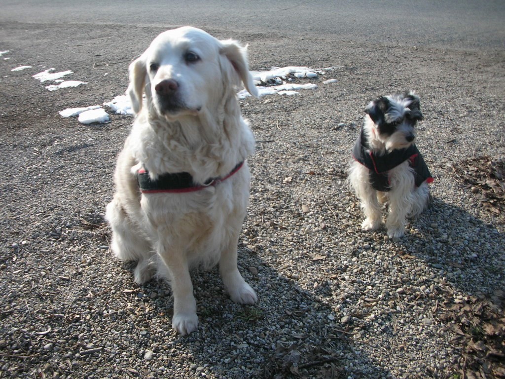 chien visiteur avant la visite