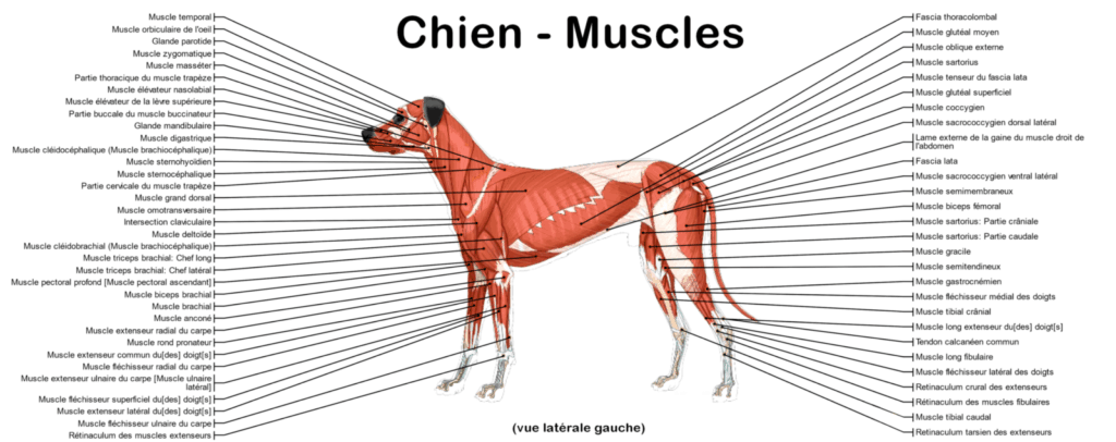 Pour visualiser,situer et comprendre les muscles d'un chien, voici petit un schéma des muscles des chiens, vue latérale gauche, le chien étant position debout