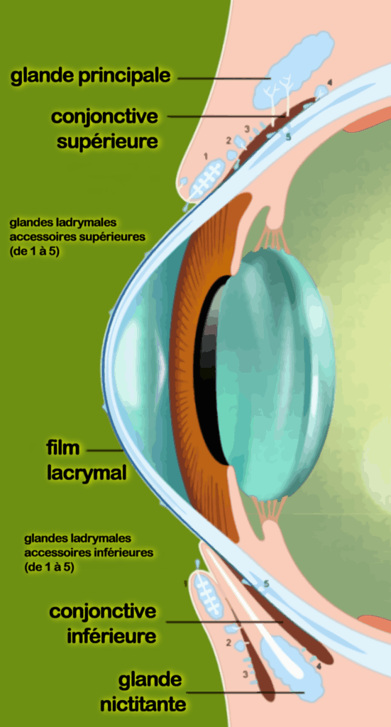 Schéma des glandes lacrymales du chien, vue latérale gauche : Canalicule lacrymal, conduit naso-lacrymal, film protecteur, glande lacrymal accessoire, etc ...