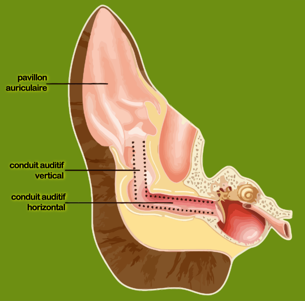 L'oreille du chien est très développée, capable de détecter des sons jusqu'à 4 fois plus loin que l'homme. Leur ouïe est sensible aux fréquences élevées.