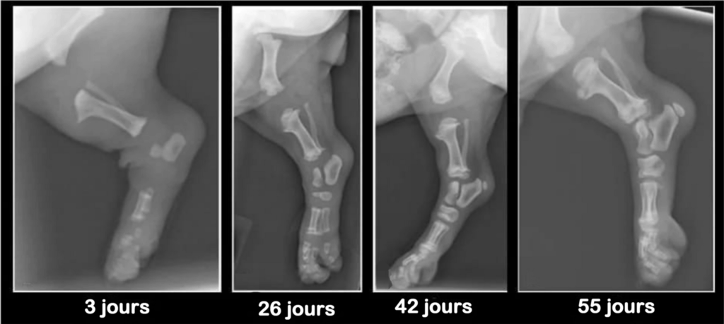 La croissance osseuse du chiot Lorsque vous accueillez votre chiot, veuillez garder cette image à l'esprit. Ses os ne se touchent pas encore. La croissance c’est 10 à 15 mois voire plus.