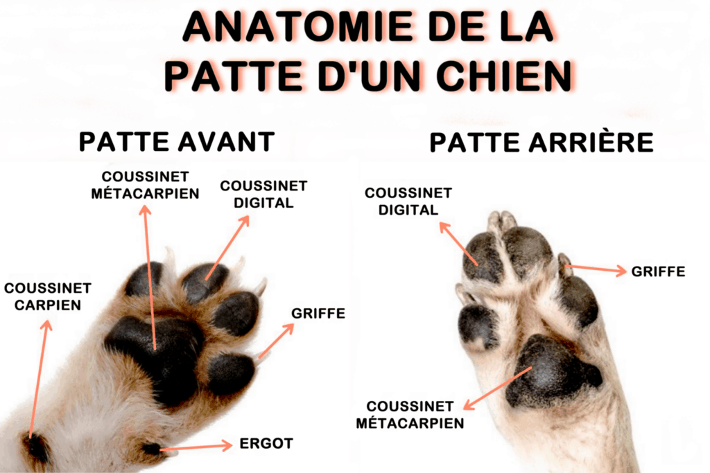 Les pattes du chien sont conçues pour la course et l'agilité. Elles possèdent des coussinets qui amortissent les impacts et offrent une bonne adhérence.