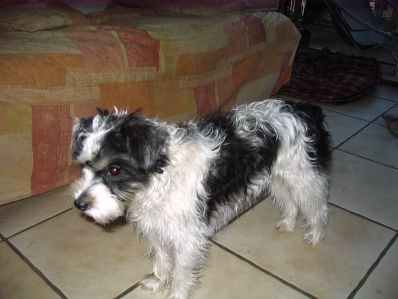 croisé yorkshirebichon 54