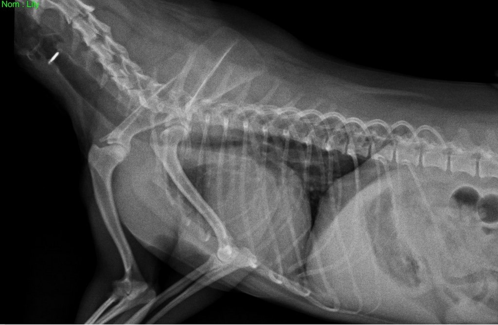 La radiographie du squelette de la chienne Lily. La radiographie est une technique d'imagerie médicale utilisant les rayons X  qui traversent le corps du chien