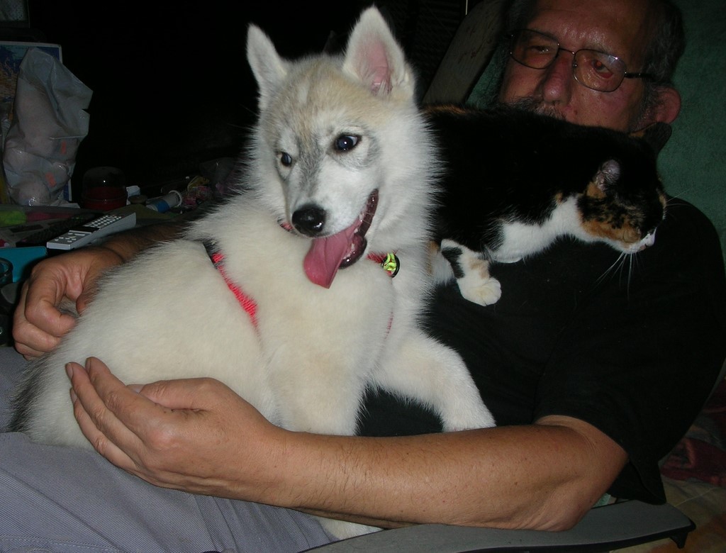 chiot siberian husky et chat 180916