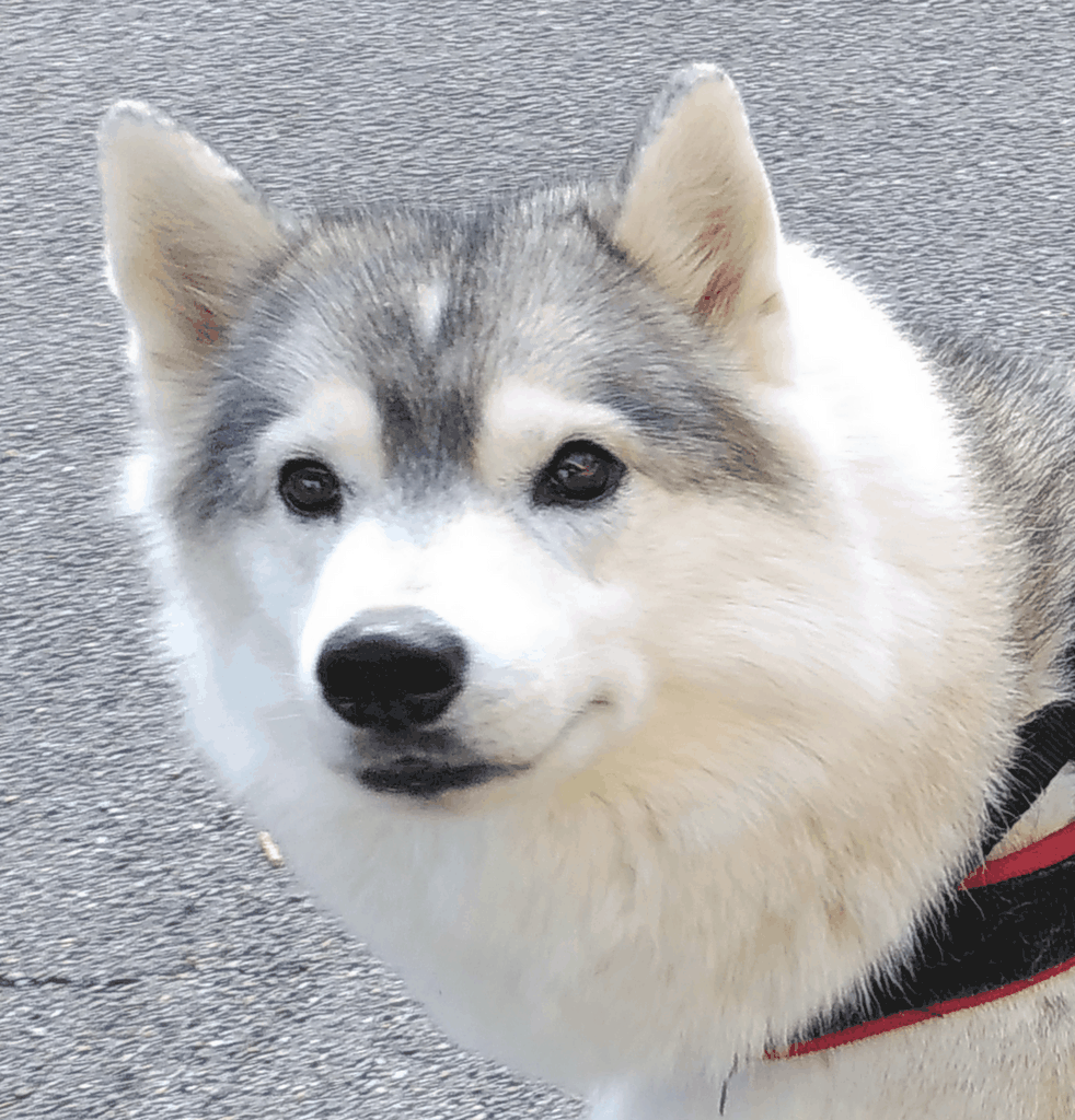 tête de chien visiteur, Siberian Husky