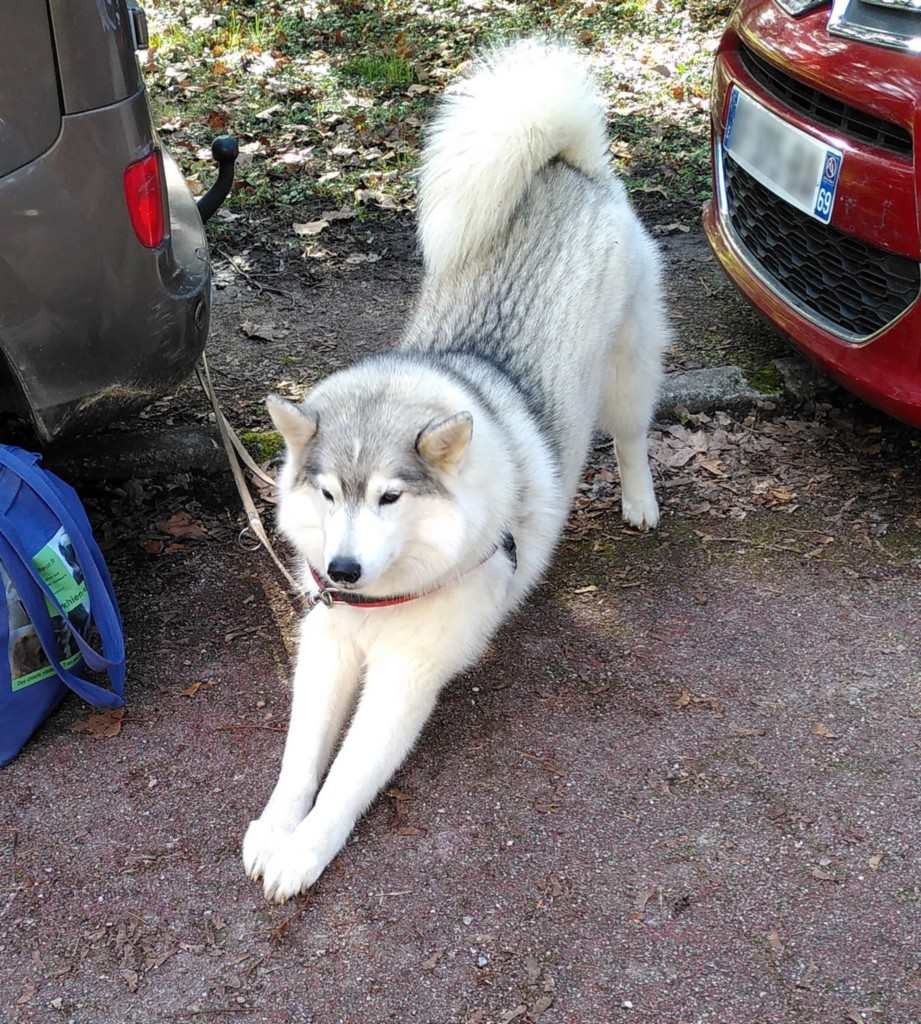 chien visiteur, siberian husky, qui s'étire entre deux voitures avant une visite