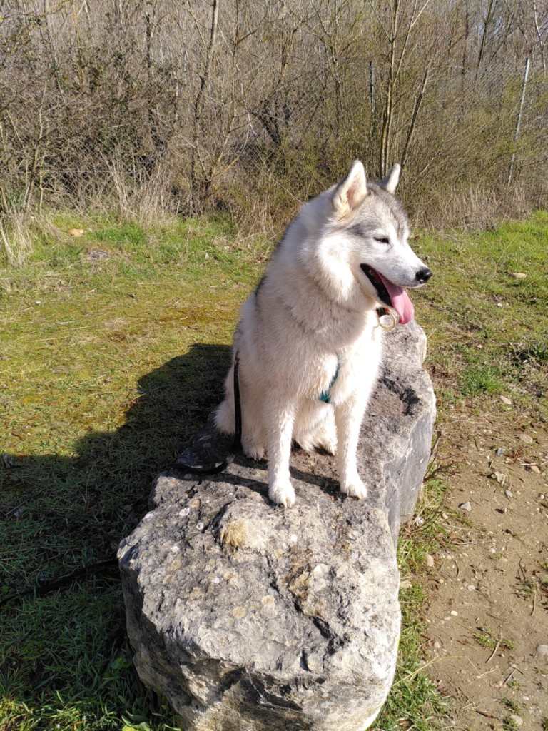 chien visiteur, siberian husky, sur un rocher