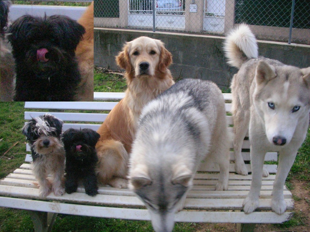 photo pour apprendre à reconnaître les signaux d'apaisement des chiens afin de les employer dans vos interactions avec les chiens –  se lèche le museau