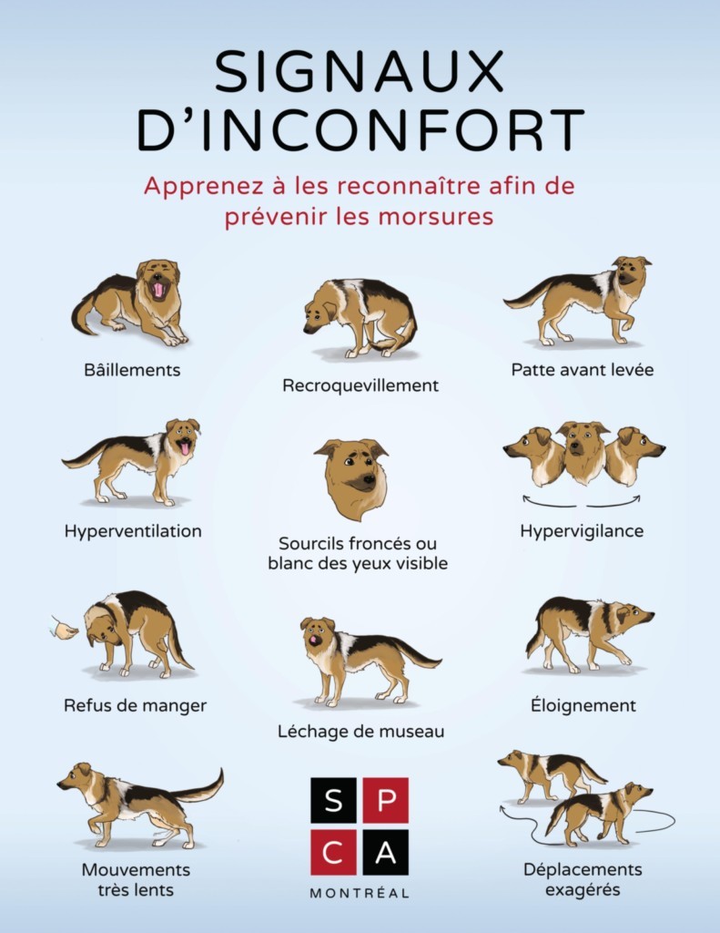 langage canin, signaux d’apaisement : affiche de la SPCA sur les signaux d'inconfort chez les chiens, apprenez à les connaître afin de prévenir les morsures.