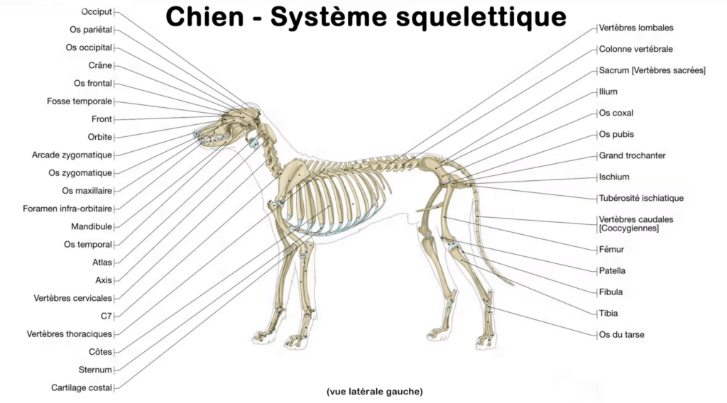 le dessin d’un squelette de chien, vue latérale gauche, en position debout. le squelette du chien est composé d'environ 300 os, bien que ce nombre puisse varier
