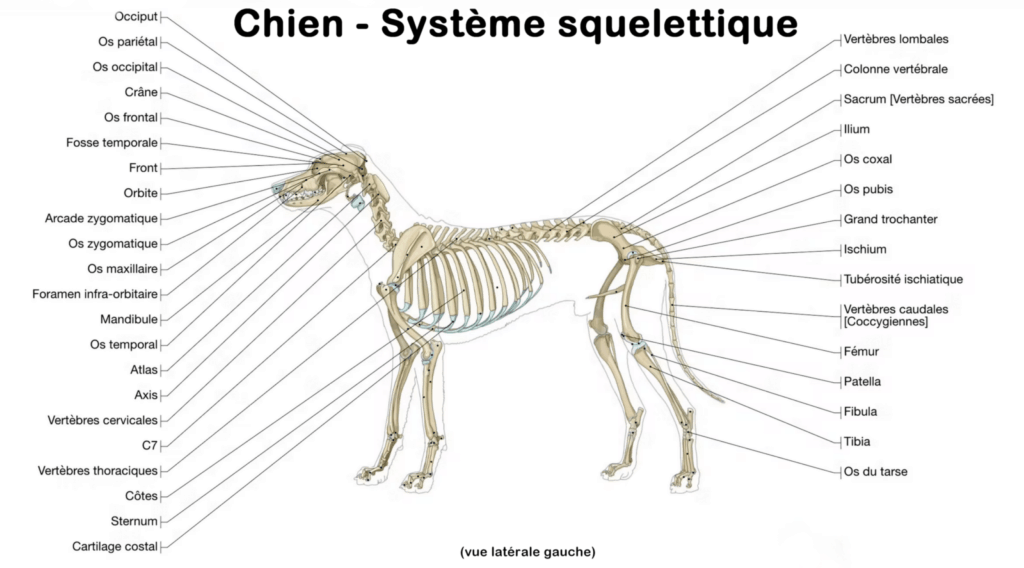 squelette du chien