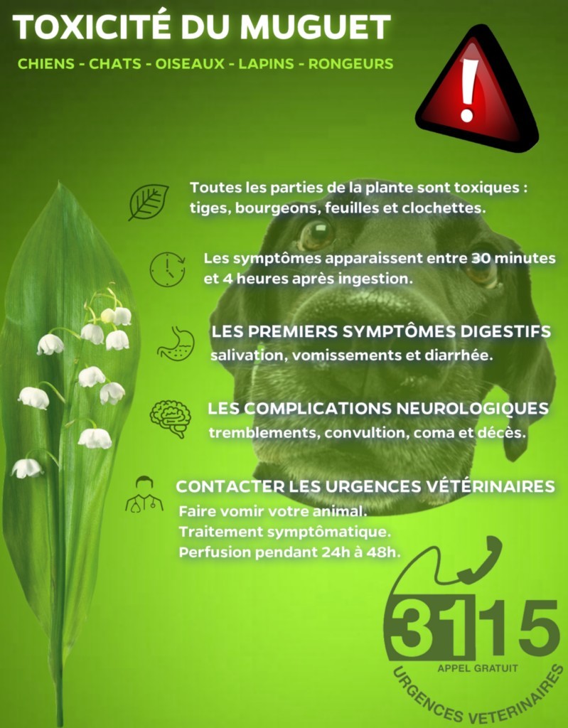 Muguet, toutes les parties de la plantes sont toxiques, tiges, bourgeons, feuilles et clochettes.