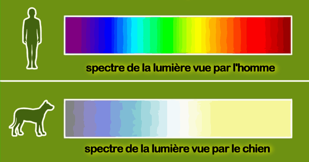 Le chien perçoit les couleurs différemment de l’humain. Il voit principalement des teintes de bleu et jaune, tandis que les rouges et verts semblent grisâtres.