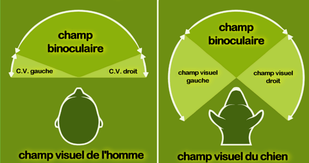 Le champ visuel des chiens varie en fonction de la position des yeux et donc de la race. Plus les yeux sont latéraux (espacés), plus le champ visuel est étendu.