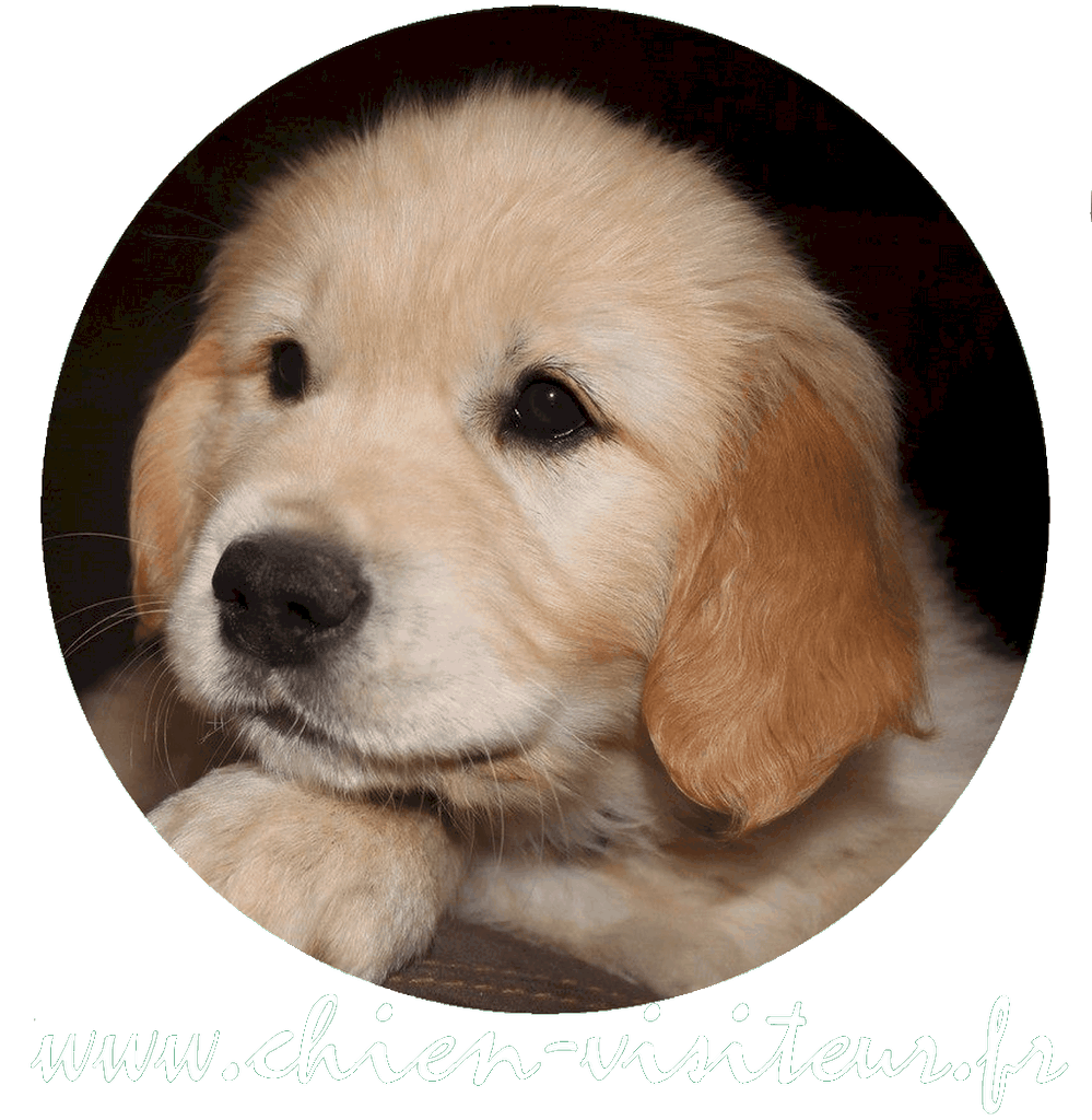 Calendrier 2024 Chiens Font Caca Beaux Endroits Calendrier - Temu