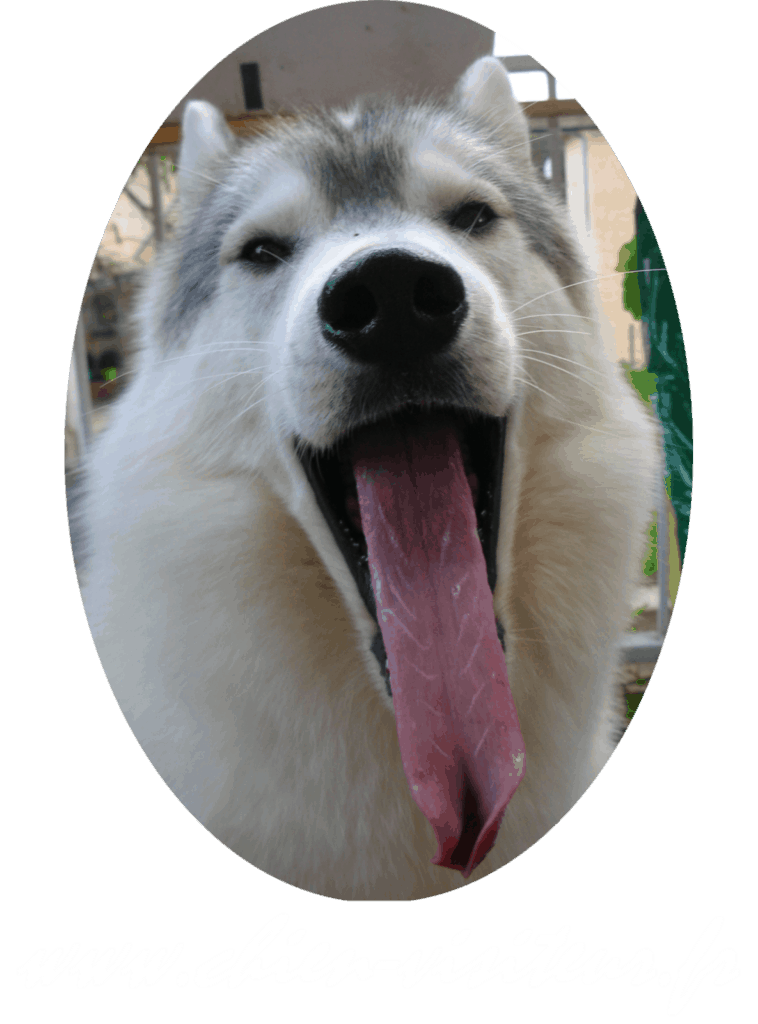 chien visiteur siberian husky tire la langue