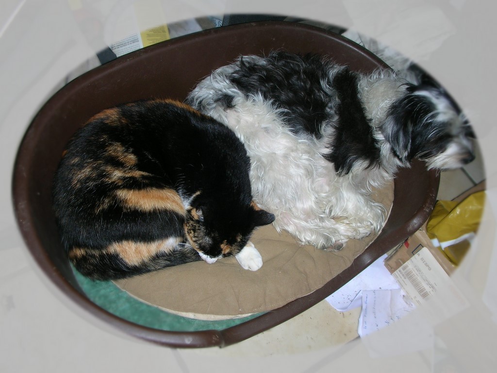 un chien visiteur, croisé yorkshire-bichon, dort dans un panier avec un chat