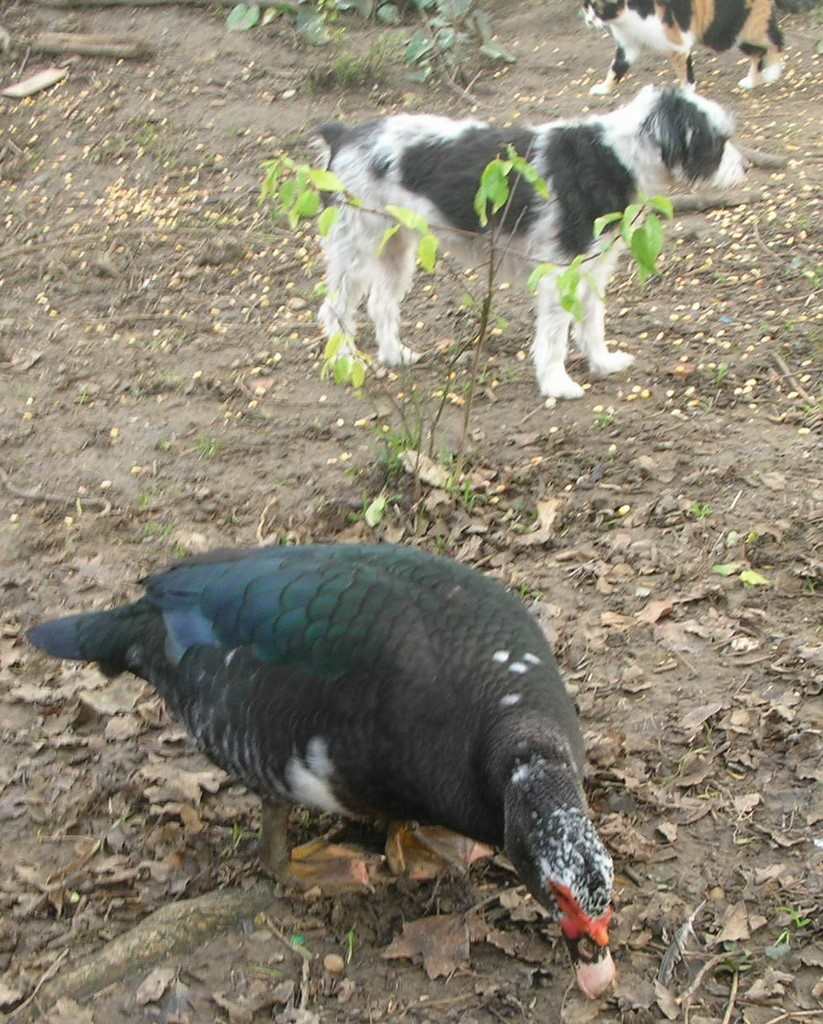 un chien visiteur, croisé yorkshire-bichon, avec un canard et un chat