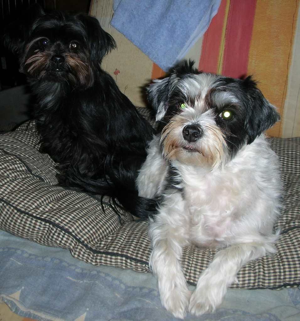 deux chiens visiteurs croisé yorkshire-chihuahua et croisé yorkshire-bichon sur un coussin