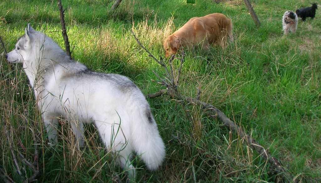 4 chiens visiteurs dans un sous bois : 1 husky sibérien,1 golden retriever, 1 croisé yorkshire-bichon et 1 croisé yorkshire-chihuahua 