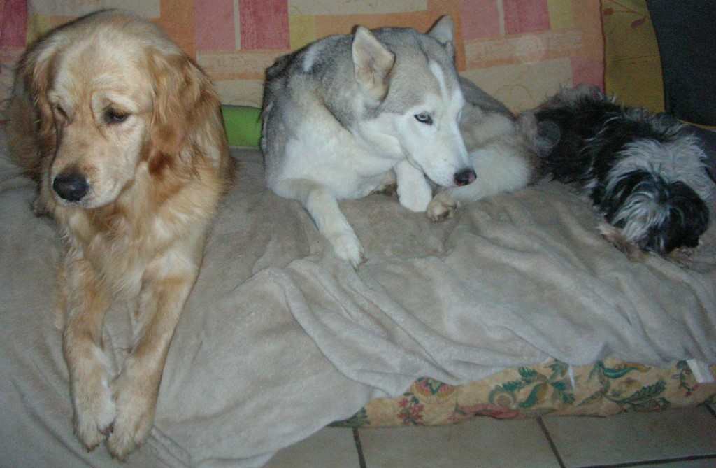 Trois chiens visiteurs sur un canapé