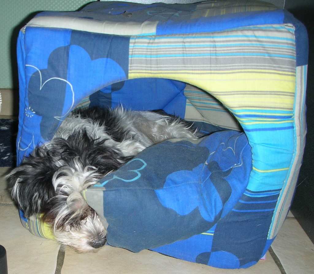un chien visiteur, croisé yorkshire-bichon, dort dans un cube en tissu matelassé