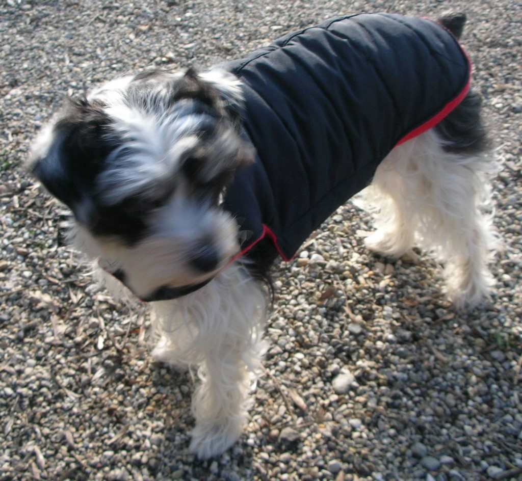 un chien visiteur, croisé yorkshire-bichon avec un manteau